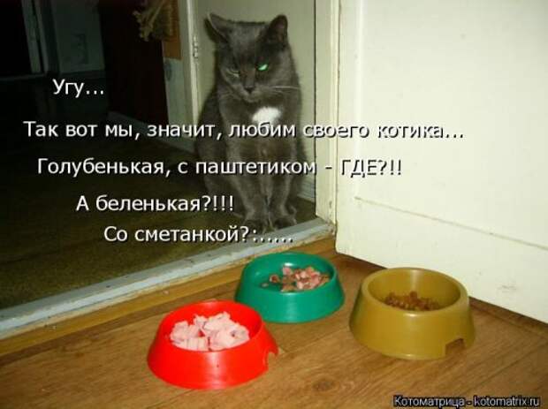 Свежая котоматрица на Бугаге (37 фото)