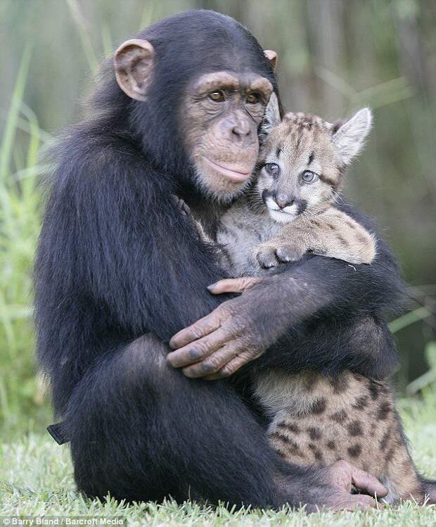 Люди? Любовь этих животных выглядит намного искреннее!
