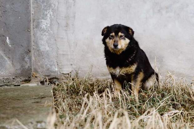 В Госдуме предложили ввести ответственность для местных властей за проблемы бездомных животных