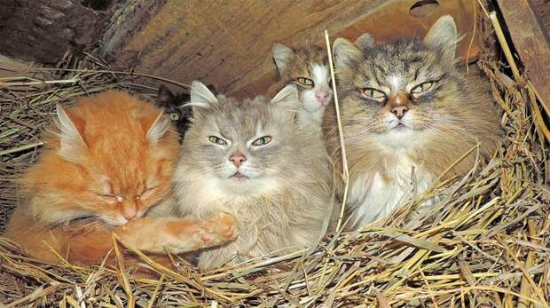 Миллион сибирских кошек Алла Лебедева, барнаул, кошеки, фоторепортаж