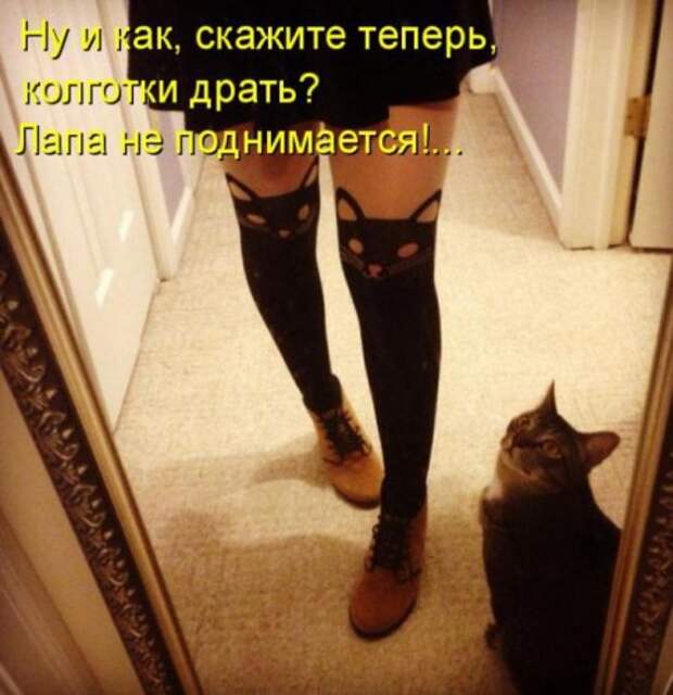 Весёлая котоматрица смех, фото