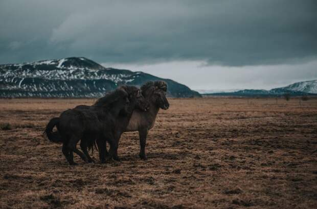 Исландские лошади исландия, красота, мир, природа, путешествие, снимок, фотограф