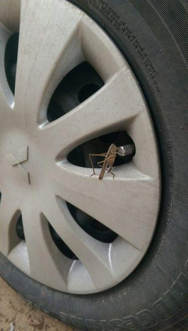 Прикольные картинки