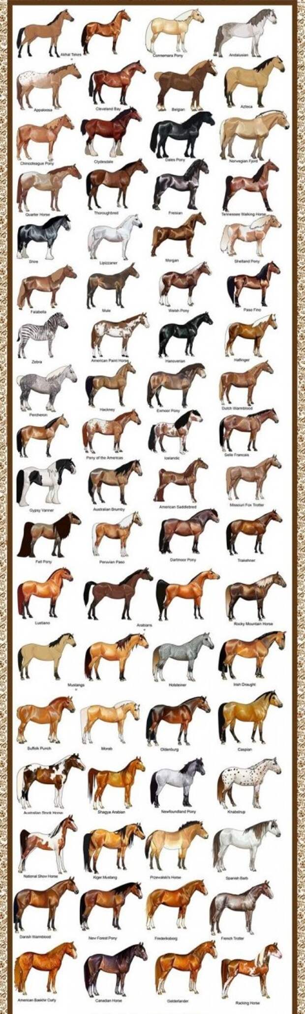В мире существует около 300 пород лошадей животные, интересное, кони, красота, лошади, масть, факты, фауна