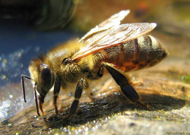 Африканизированная пчела гибриды, животные, интересное, фото