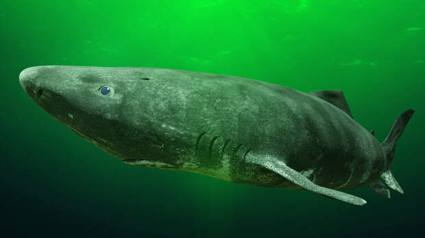Гренландская акула: как живет этот обитатель ледяных глубин