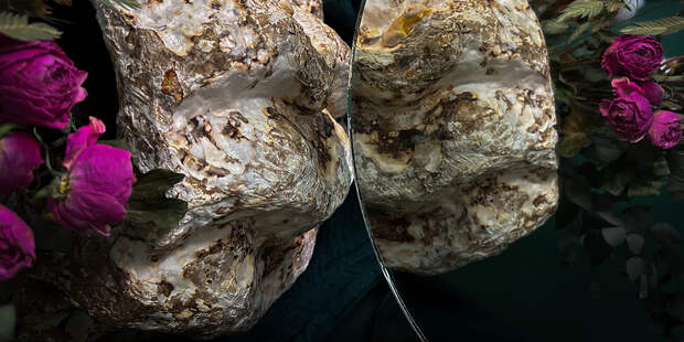 Грибной биохакинг: как мицелий прорастает в наши интерьеры и превращается в мебель