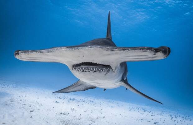 Tarpon Fisherman Shocked When Hammerhead Shark Bigger Than Their Boat Swims By In Shallow Water