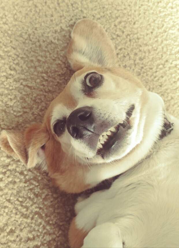 Bigpicture.ru забавных фото с животными, которые гарантированно поднимут вам настроение