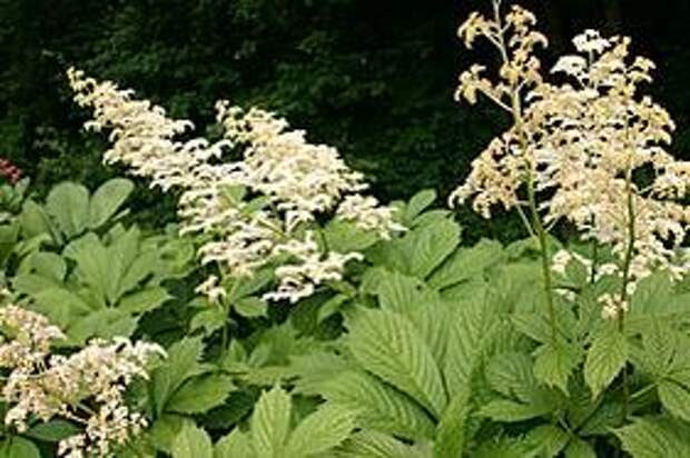 ФОТО Роджерсия Спитцентанзерин