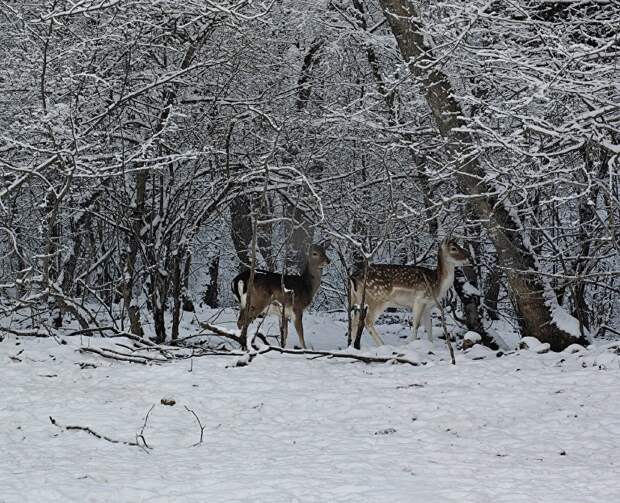 С экскурсией к обитателям дикой природы: в Крыму работает Парк оленей
