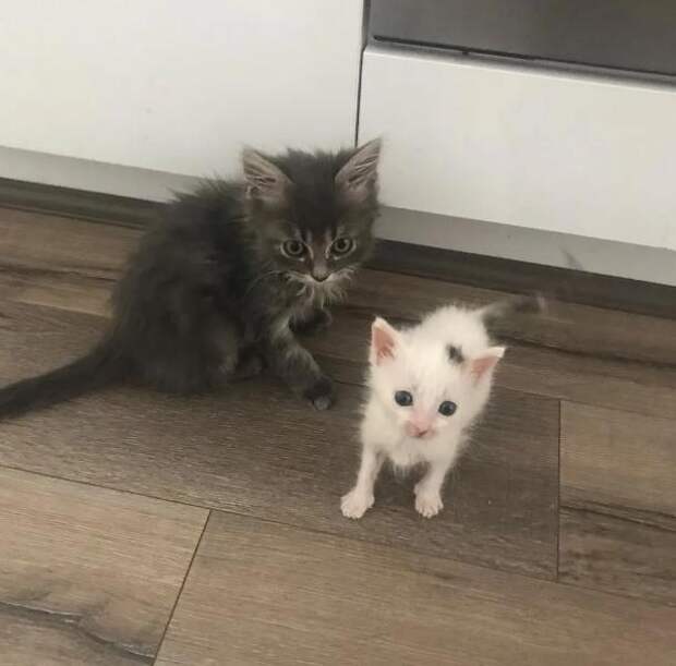 спасение котенка двое котят