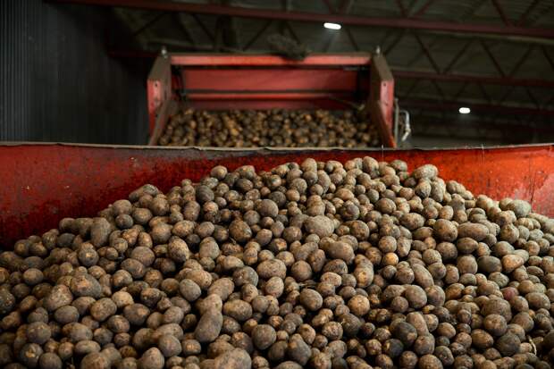 Нижегородские фермеры смогут поставлять в сети через агроагрегаторы