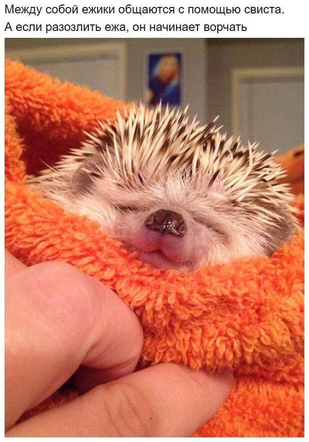 Факты о ежах