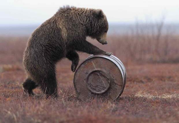 От индийской обезьяны до русского медведя: невероятная история фразеологизма