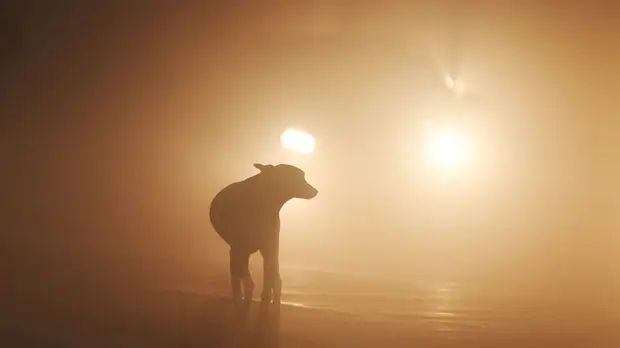 В Приморье ввели режим повышенной готовности из-за нападений безнадзорных животных