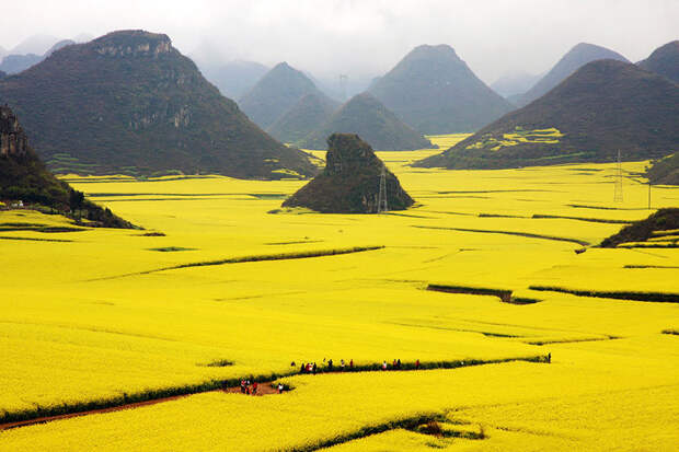 Цветочные поля Канола, Китай красивые места, красота, невероятные места, фото