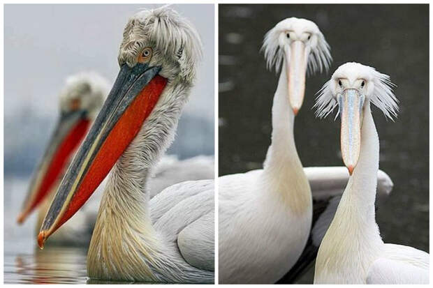 Пеликаны интересное, клювы, птицы, удивительное, фауна