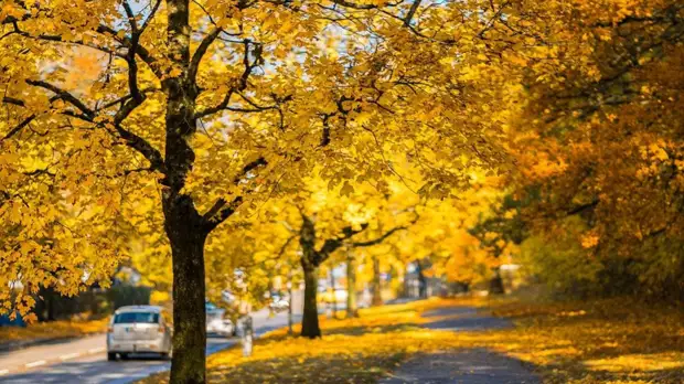 Аллерголог Мухина рассказала, чем может быть вредна осенняя листва