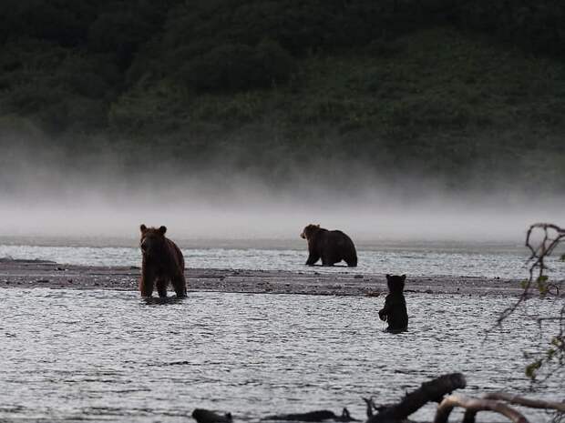 Для того, чтобы спасти себя и свое потомство, медведица сбежала вместе с двумя детенышами, бросив около реки самого маленького - Кнопку. ФОТО: Владимир Омелин. 