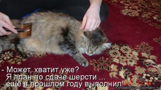Свежая котоматрица на Бугаге (33 фото)