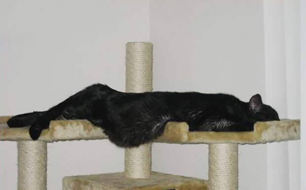Кошки в деле расслабления - на высоте! животные, расслабленность, смешно, фото