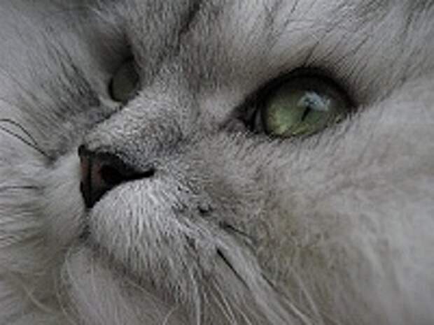 Кошки и Котята 174