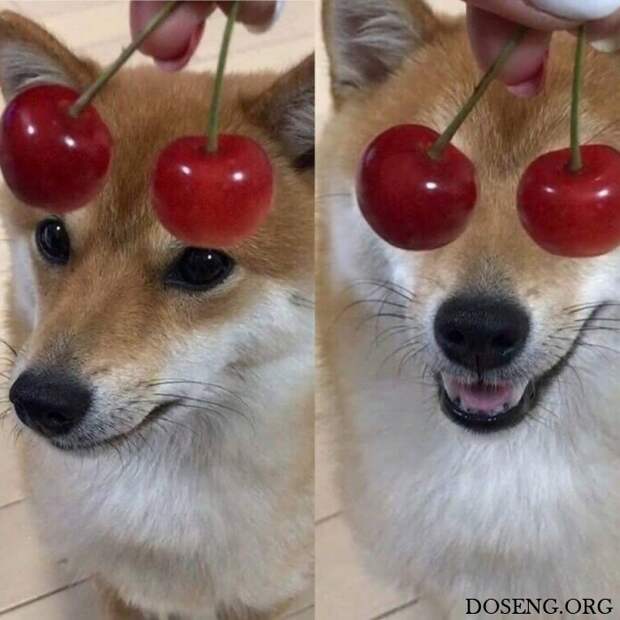 Прикольные картинки