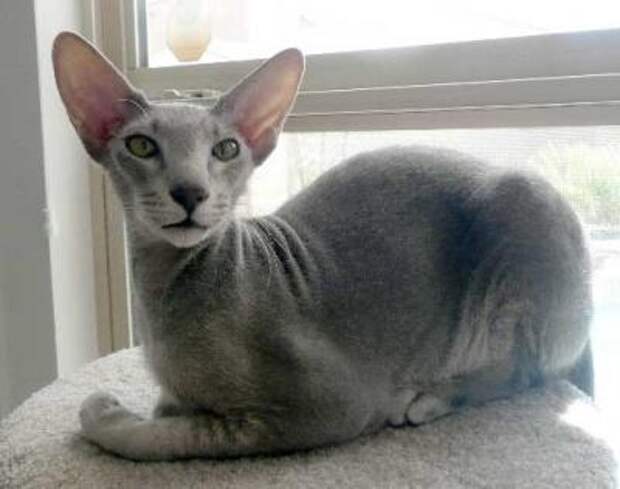 interesting  Top 10 Most Expensive Cat Breeds in the World