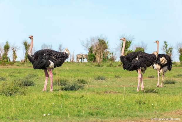 Когда он хочет, у него краснеют... ноги! 12 интересных фактов о страусе интересно, страус, факты
