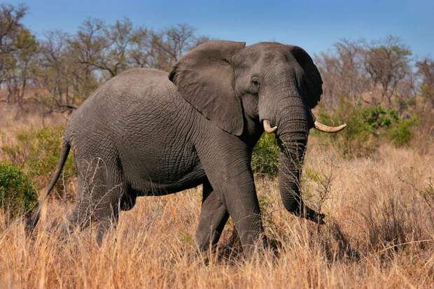 Одинокий слон - очень опасное животное