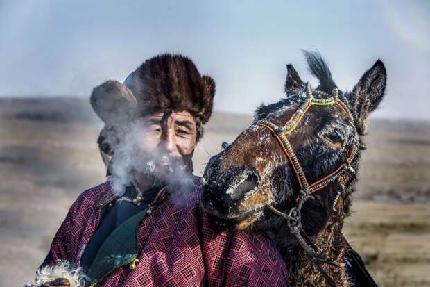 Монгольские лошади: Благодаря ним Чингисхан завоевал полмира. Невозможно выносливые и вечно дикие скакуны