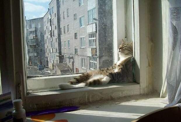 Такое теплое солнышко... животные, котики, лучи, погреться, солнечные ванны, солнце, температура, тепло