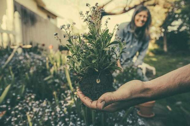 Врач Годун: садоводство помогает снизить симптомы депрессии