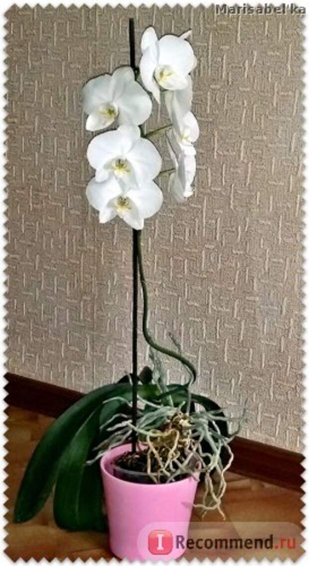 Орхидея домашняя фото