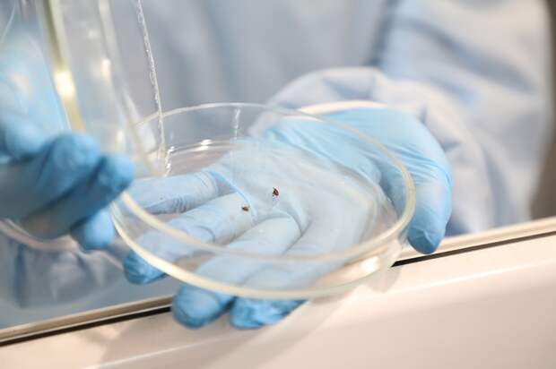 Клещи могут активизироваться в Нижегородской области в третьей декаде марта