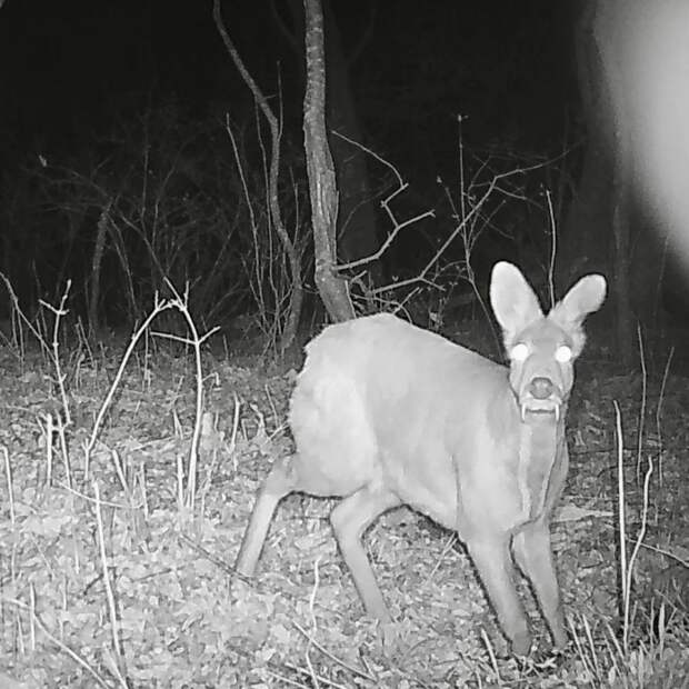 Самец кабарги с клыками как у Дракулы попал на видео в национальном парке «Земля леопарда»