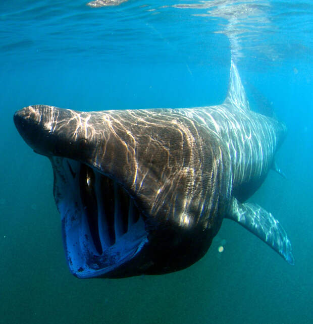 Гигантская акула 