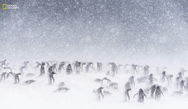 Пингвины в Антарктике. животные, природа, фото