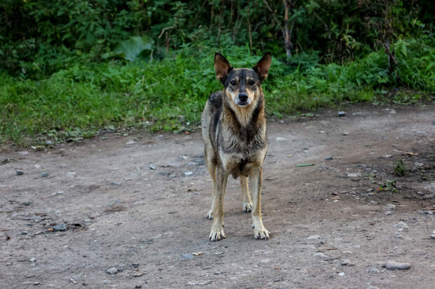 В Гусь-Хрустальном поставят памятник бездомному псу
