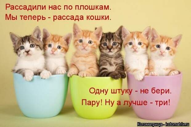 Свежая котоматрица для всех (20 шт)