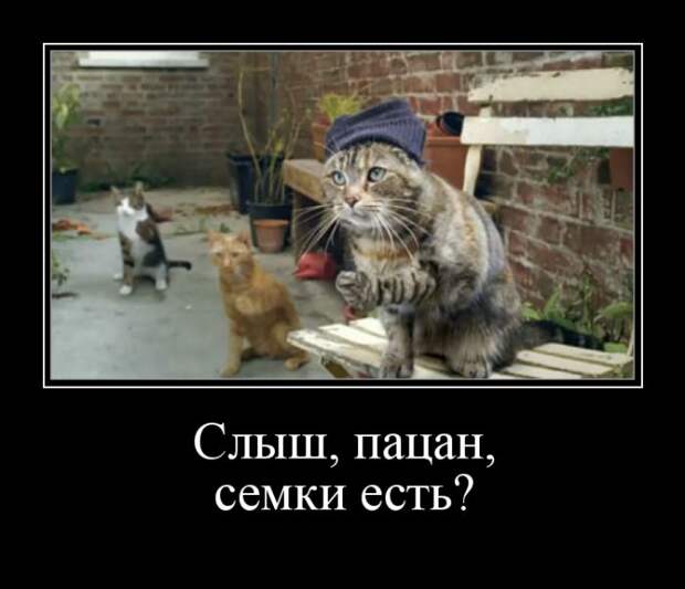 Демотиваторы (30 фото)