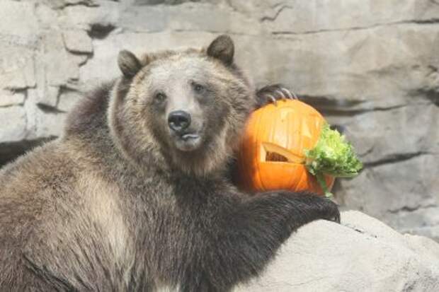 Bear attacks kids, teachers in British Columbia school group