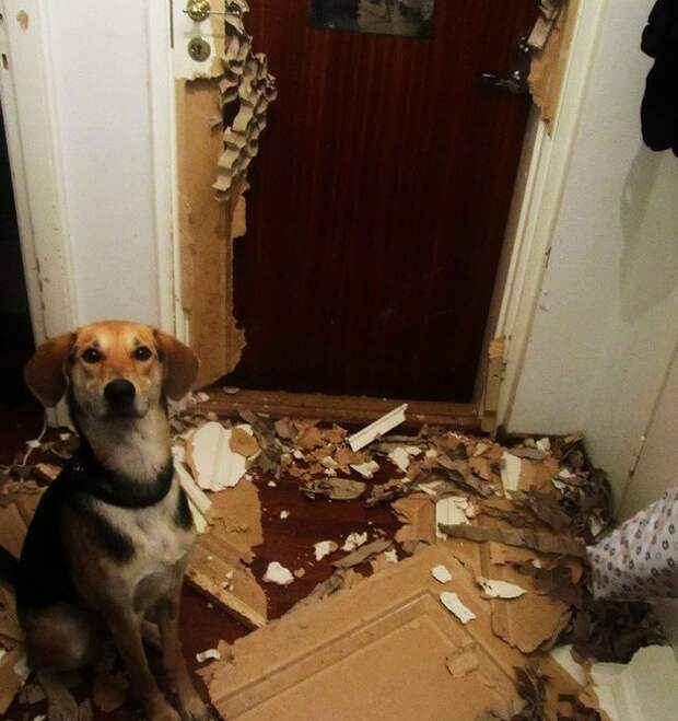 Когда им скучно Когда им скучно животные, факты, юмор