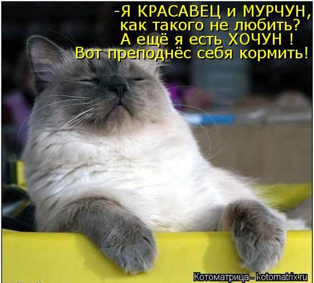 Котоматрица: -Я КРАСАВЕЦ и МУРЧУН, как такого не любить? А ещё я есть ХОЧУН ! Вот преподнёс себя кормить!