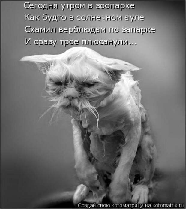 Новая котоматрица для настроения (20 фото)