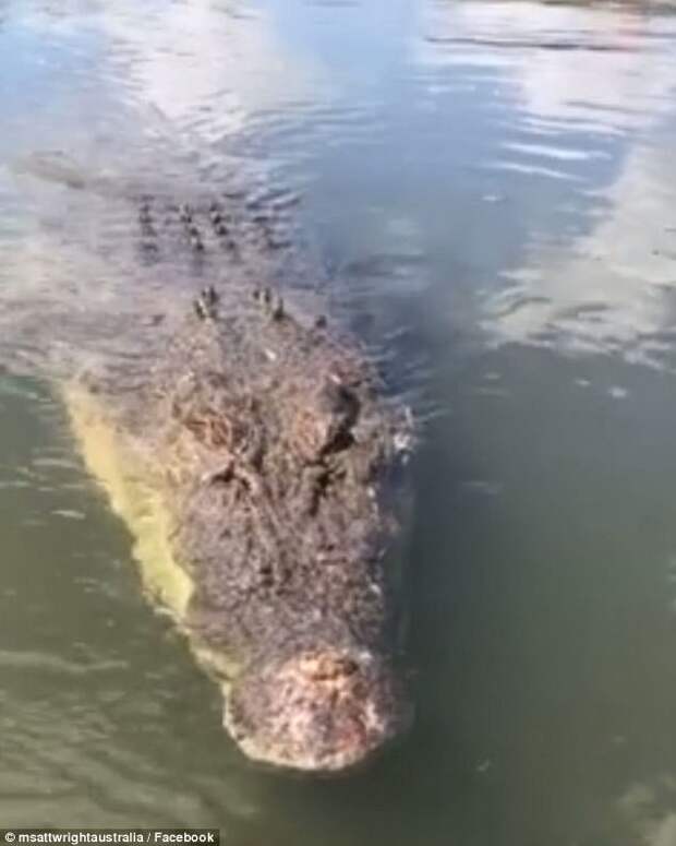 Пятиметровый крокодил щелкнул челюстями в нескольких сантиметрах от его лица гигант, животные, зубы, крокодил, ужас, челюсти