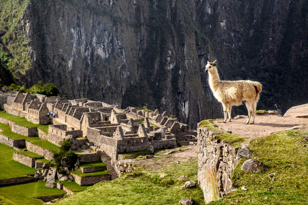 НАЦИОНАЛЬНОЕ ДОСТОЯНИЕ: СВЯЩЕННЫЙ ВЕРБЛЮД ИНКОВ