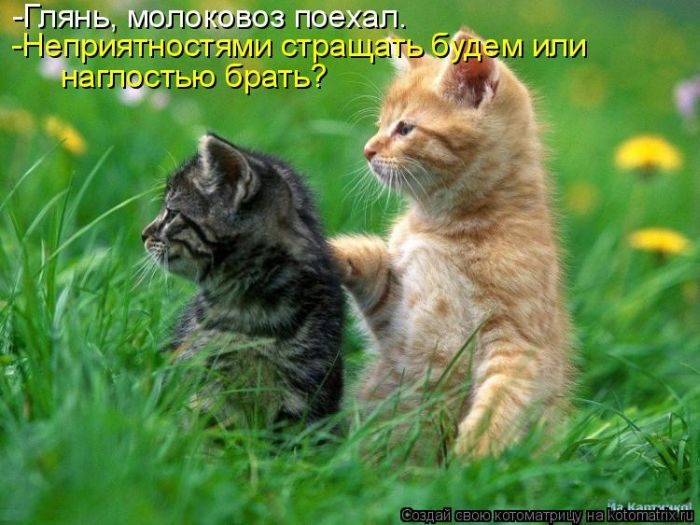 Лучшие котоматрицы недели