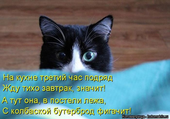 Лучшие котоматрицы недели (50 фото)